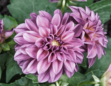 Blüten